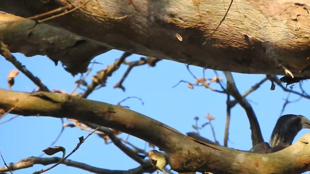 Malabar Gray Hornbill - ML631494793