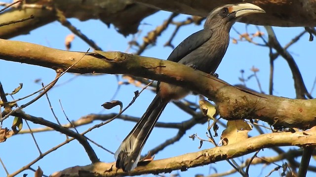Malabar Gray Hornbill - ML631494794