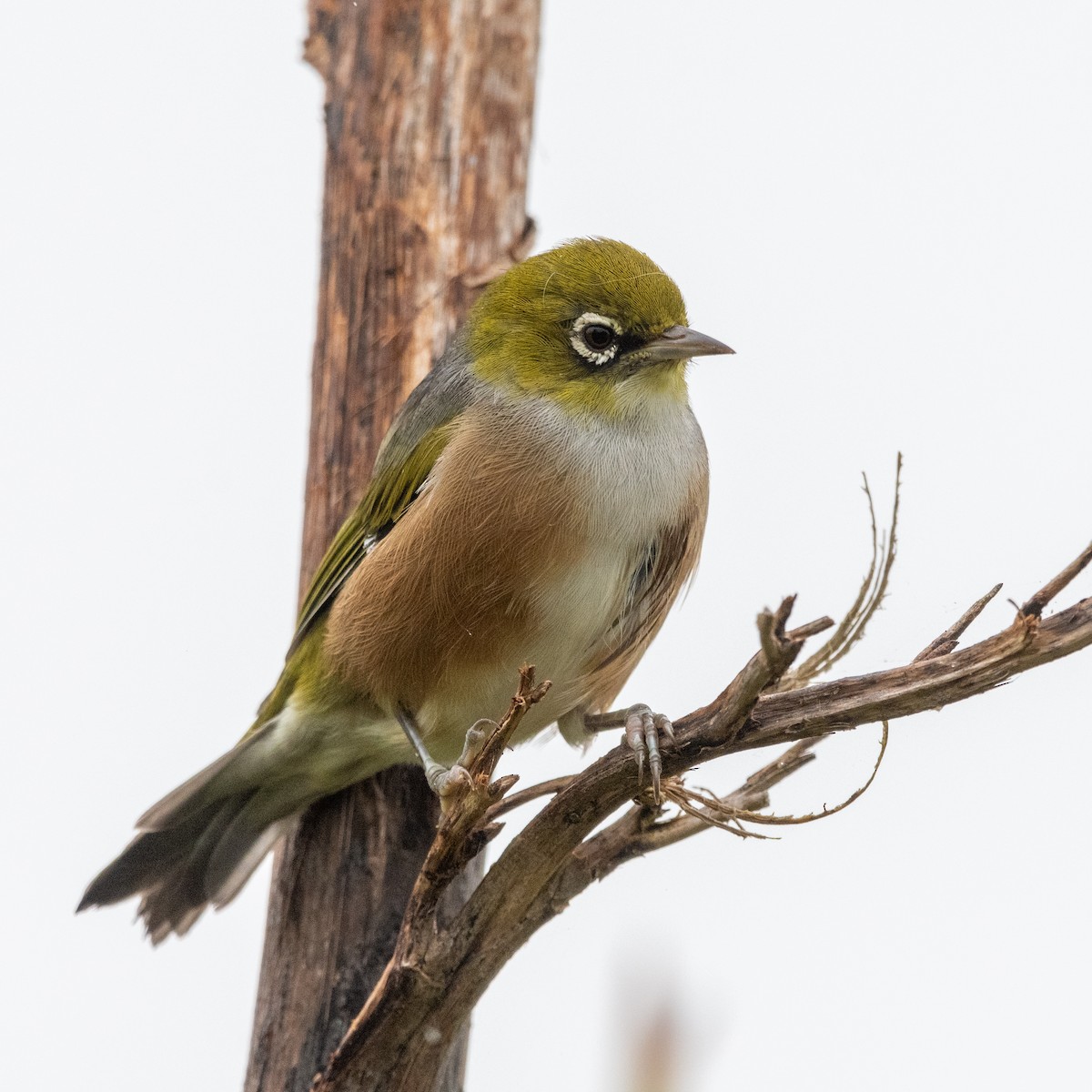 Silvereye - ML631494826