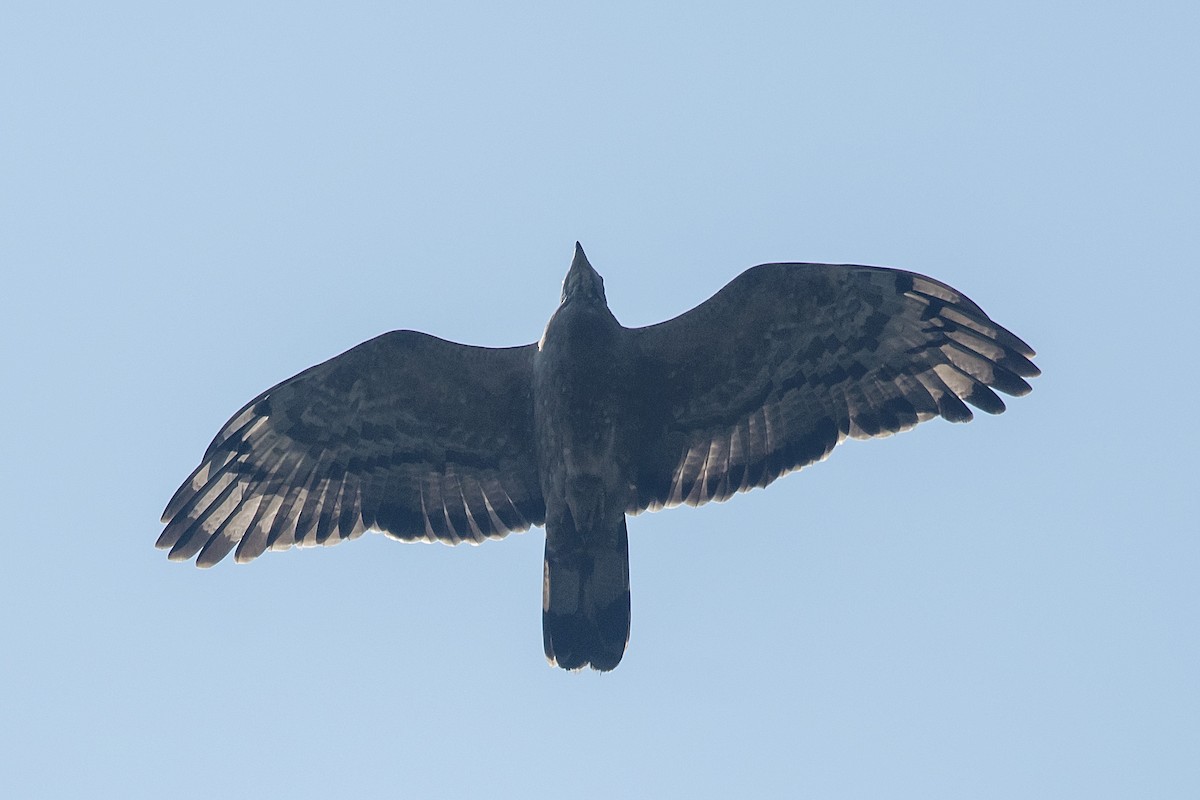 Oriental Honey-buzzard - ML631494854