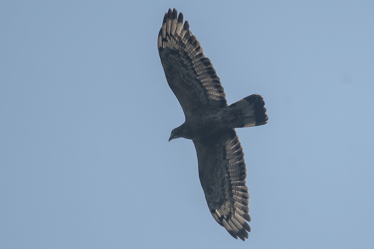 Oriental Honey-buzzard - ML631494855