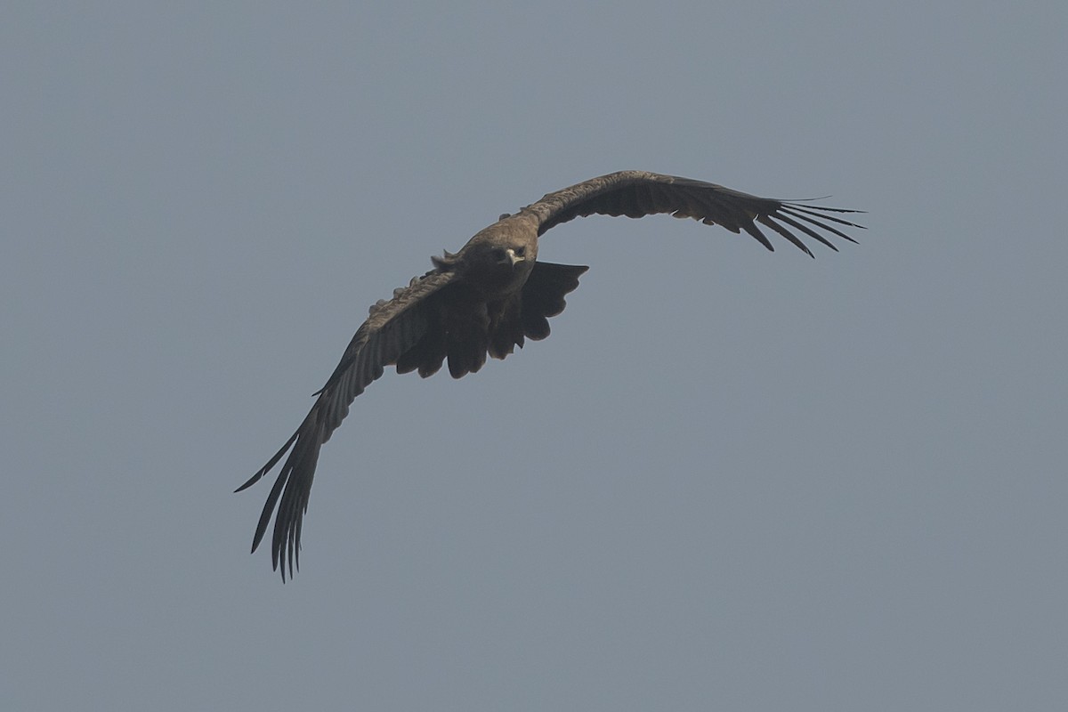 Greater Spotted Eagle - ML631494858