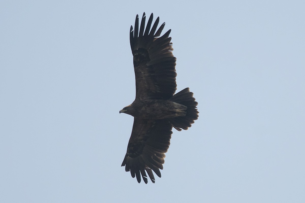 Greater Spotted Eagle - ML631494859