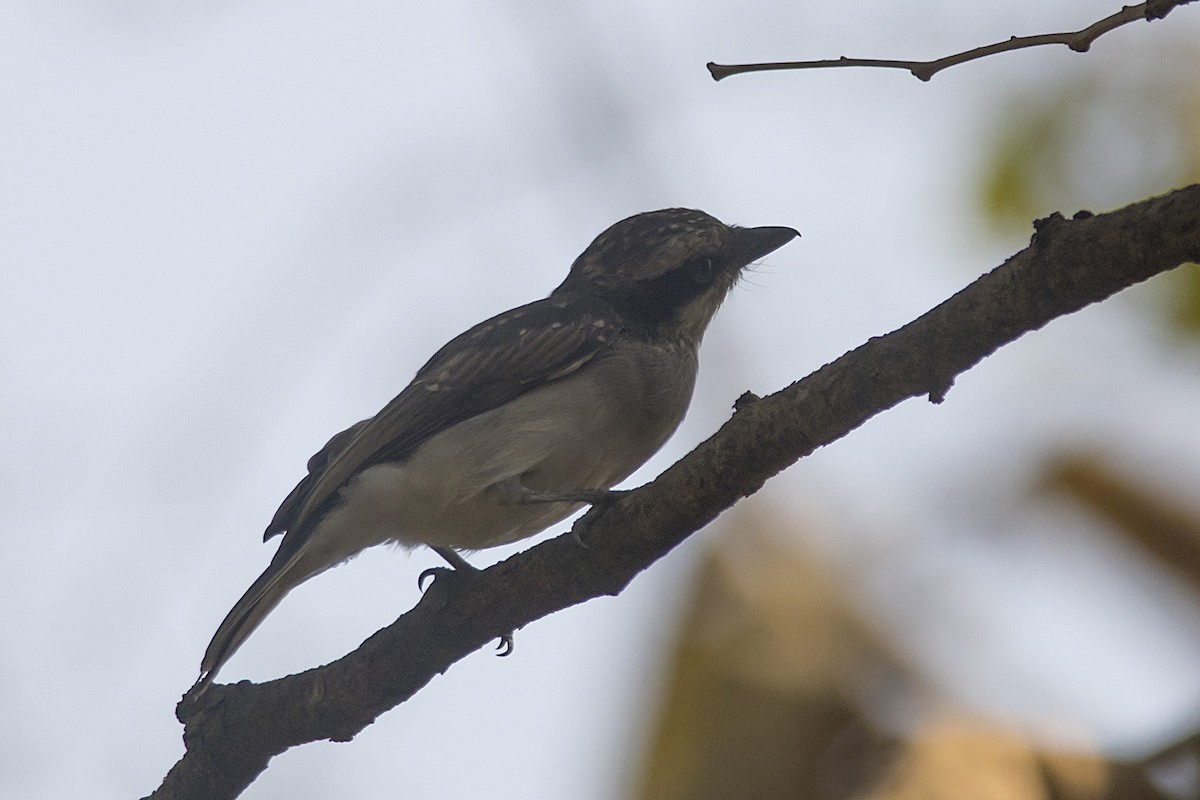 Common Woodshrike - ML631494869