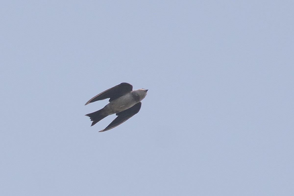 Bank Swallow - ML631494874