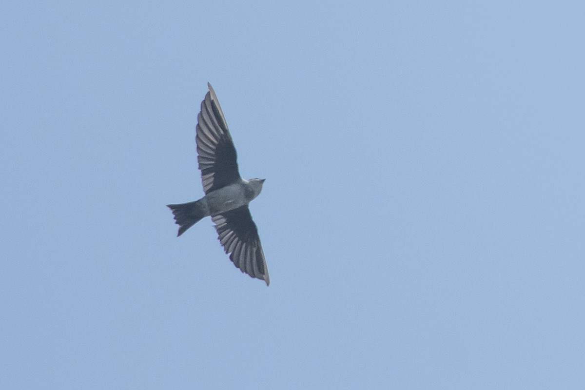Bank Swallow - ML631494875
