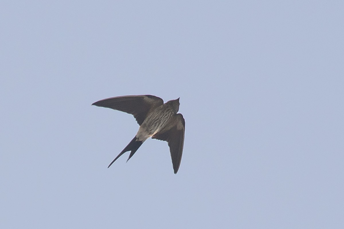 Eastern Red-rumped Swallow - ML631494891