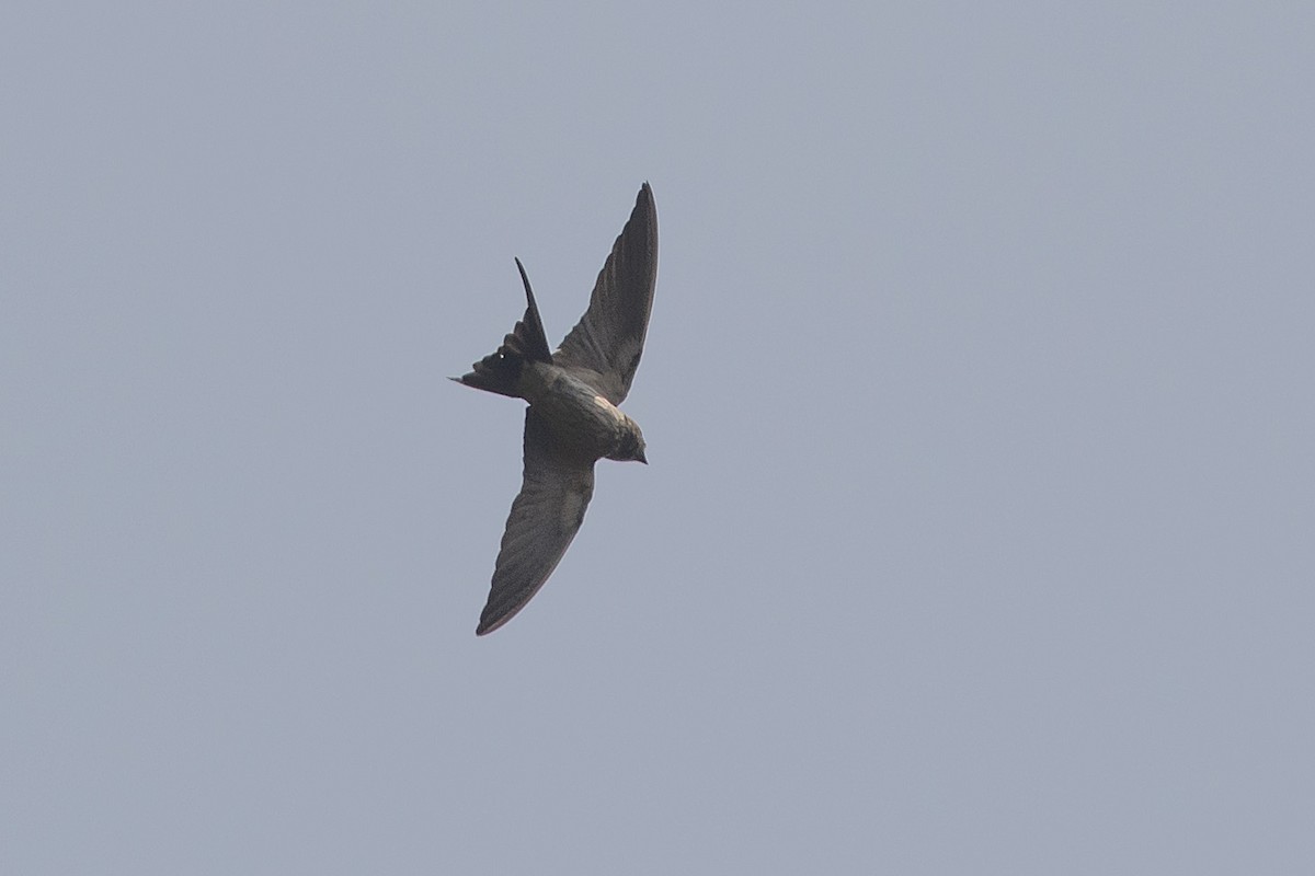 Eastern Red-rumped Swallow - ML631494892