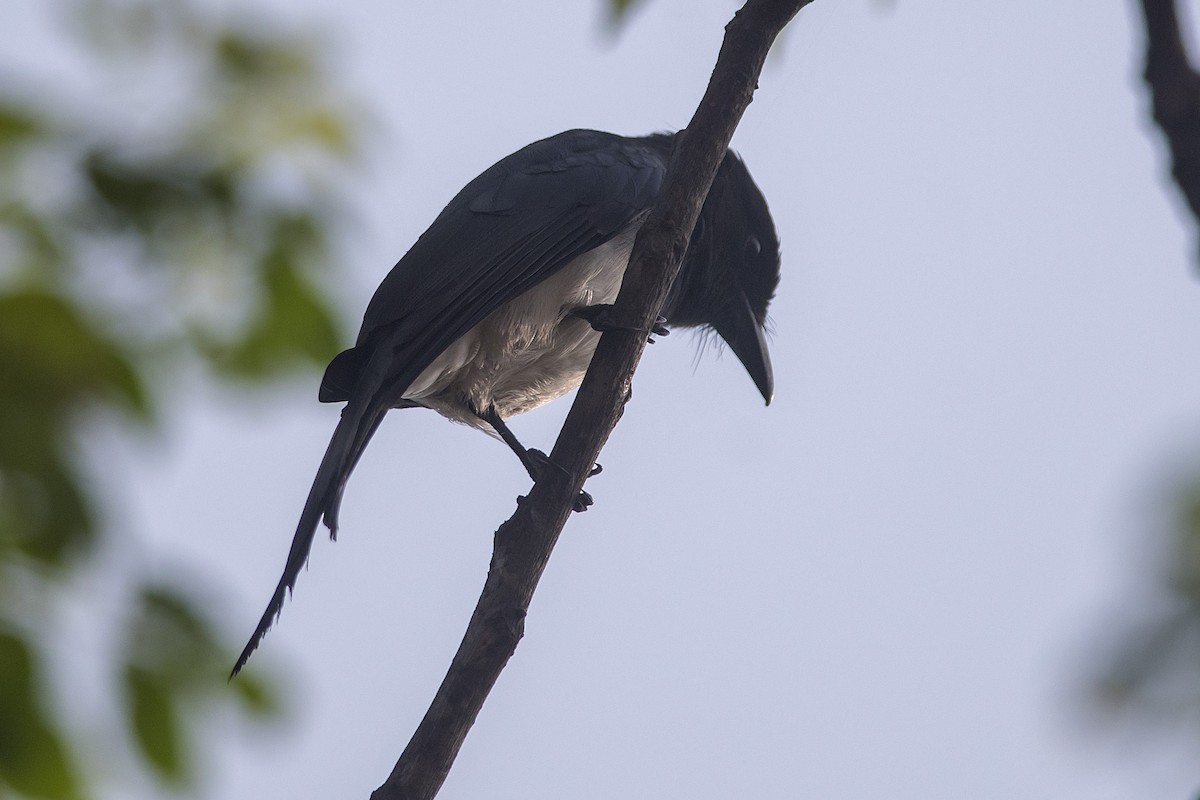 White-bellied Drongo (White-bellied) - ML631494920