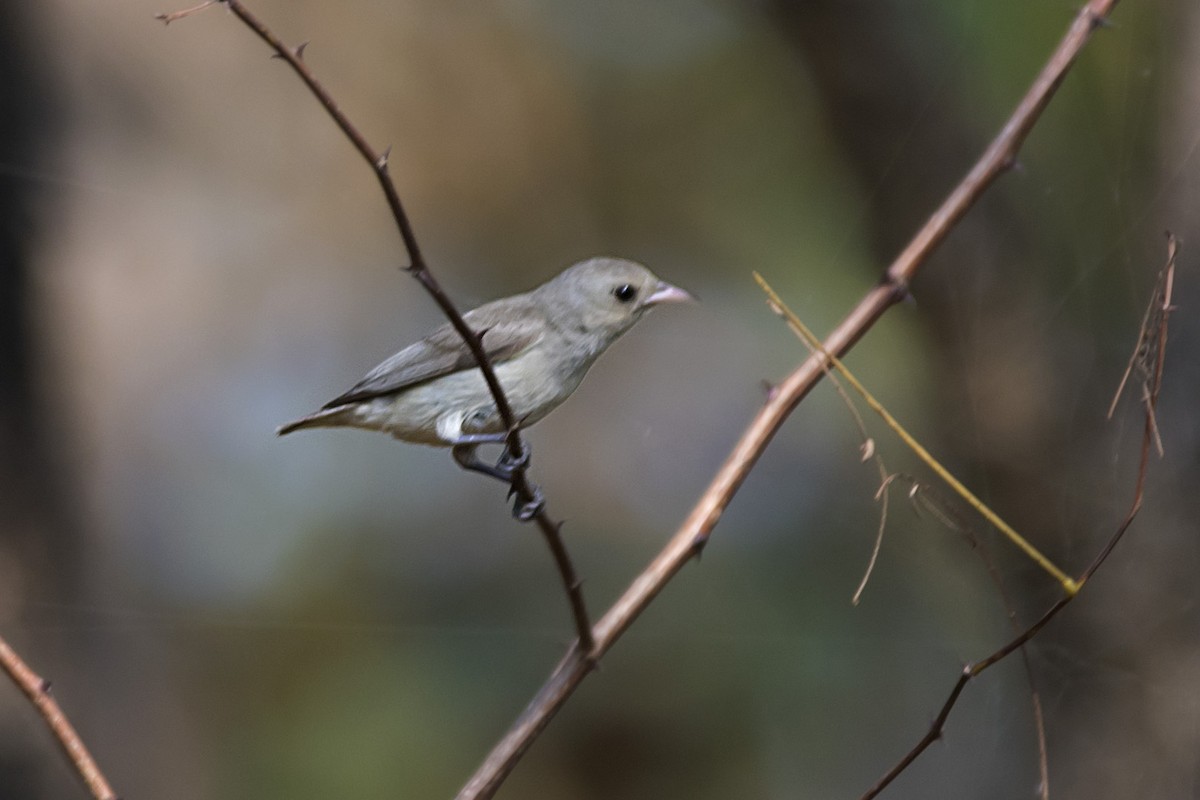 Pale-billed Flowerpecker - ML631494926