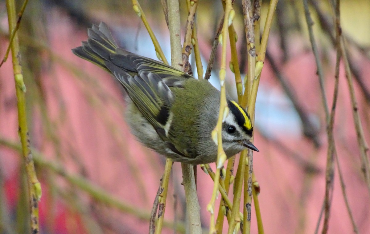 Roitelet à couronne dorée - ML631494977