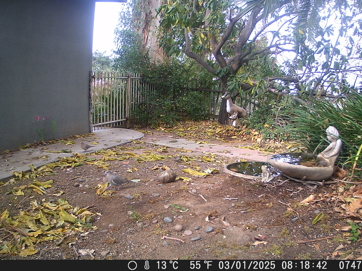 White-winged Dove - ML631495043