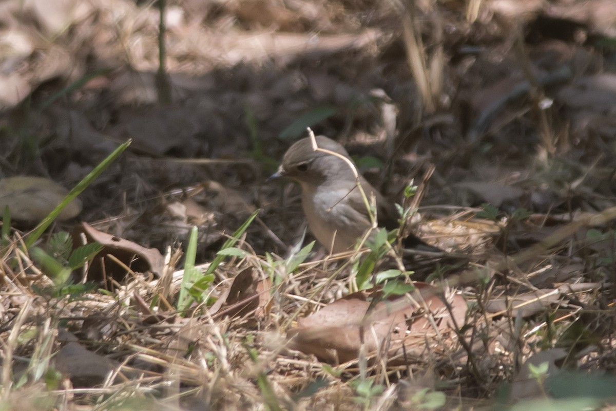 Taiga Flycatcher - ML631495101
