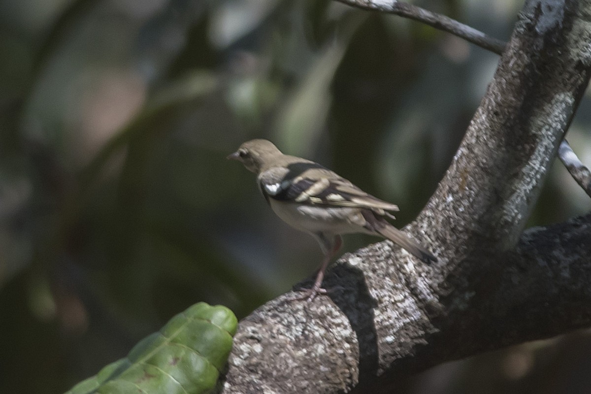 Forest Wagtail - ML631495105