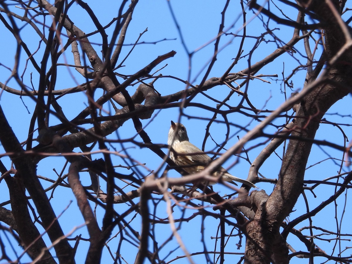 Rufous Whistler - ML631495474