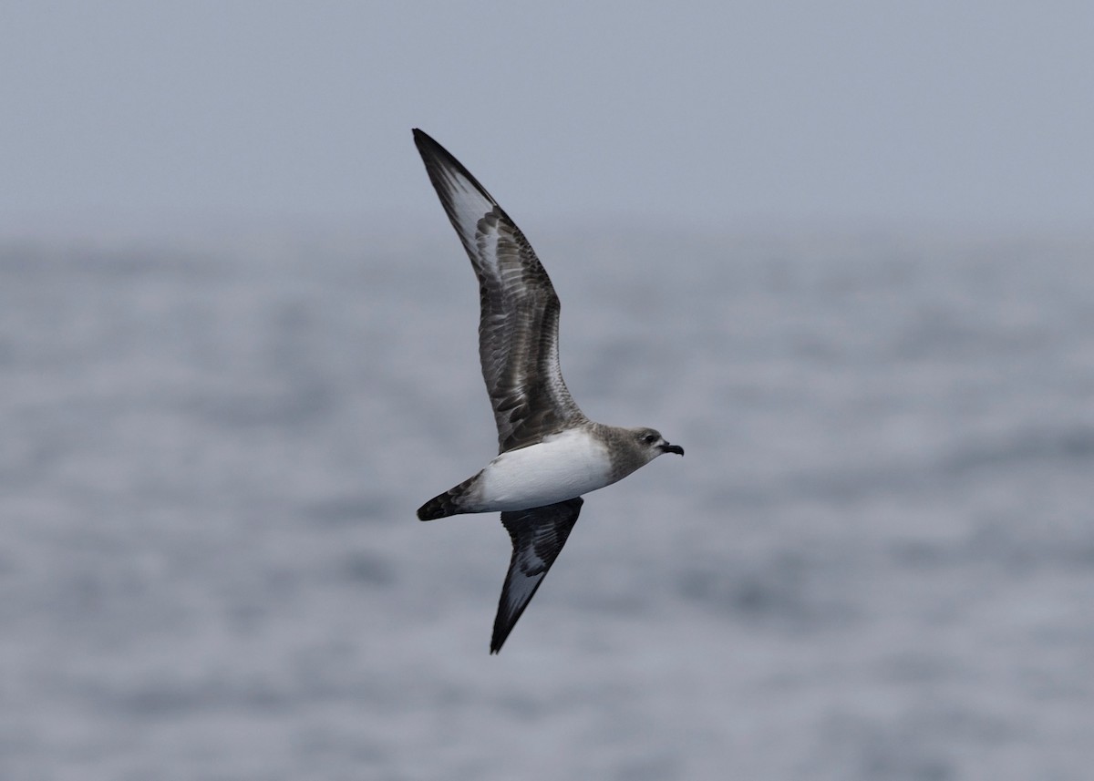 Kermadec Petrel - ML631495535