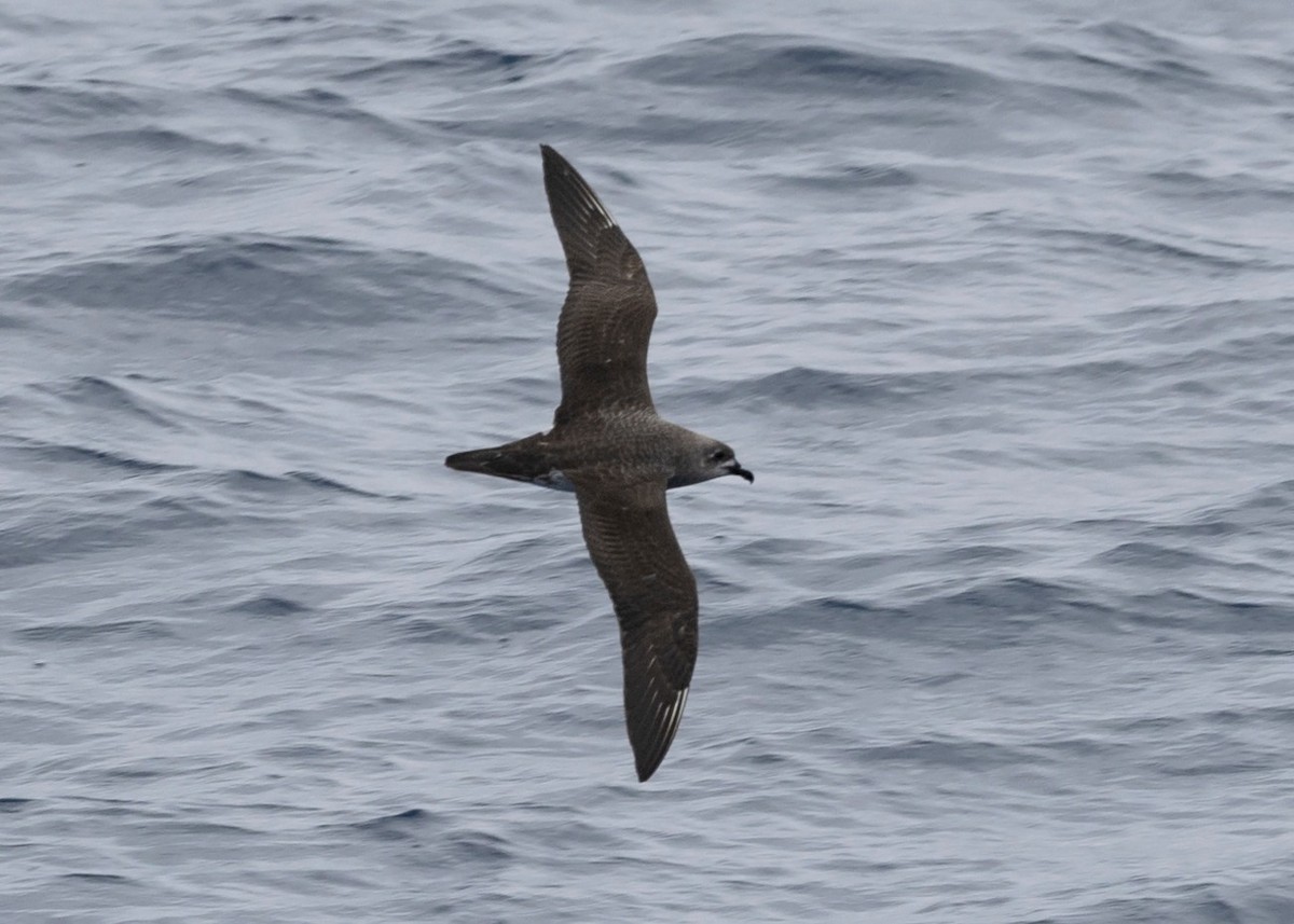 Kermadec Petrel - ML631495536