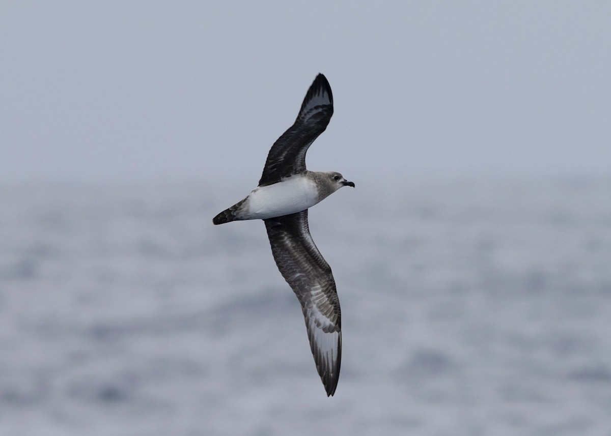 Kermadec Petrel - ML631495537
