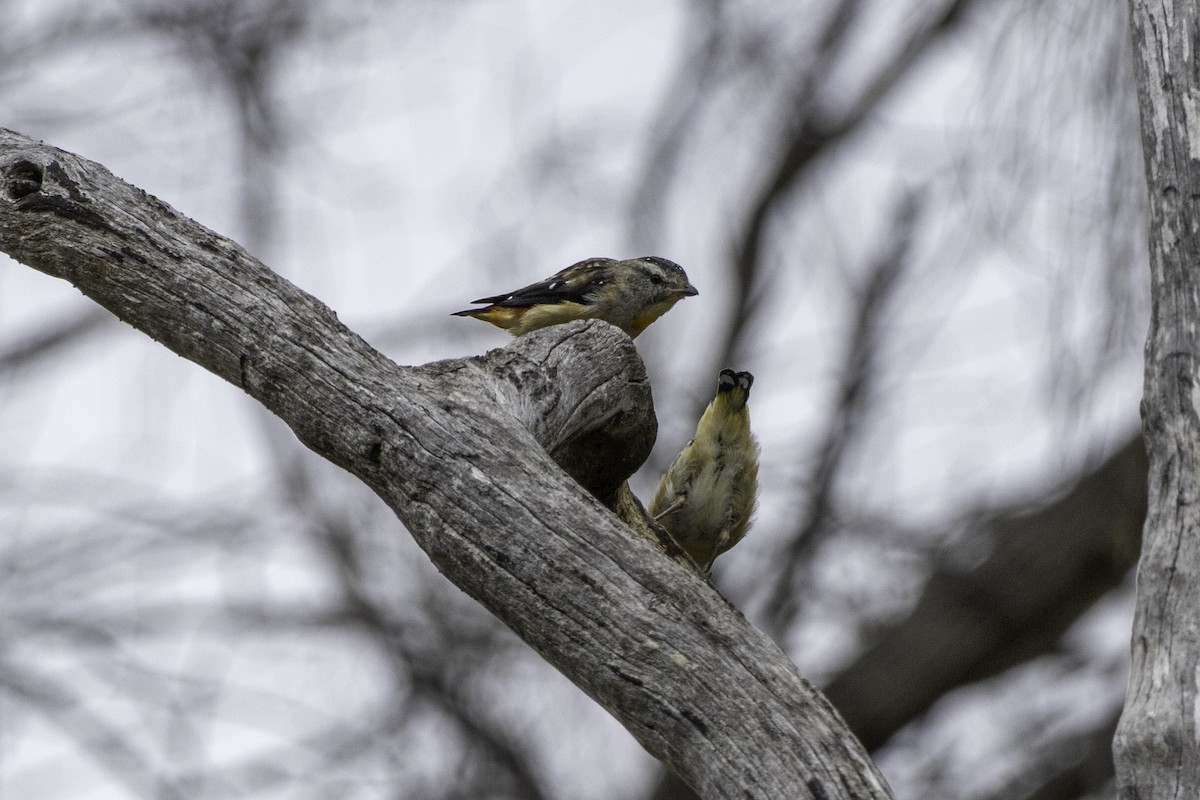 Pardalote pointillé - ML631495657