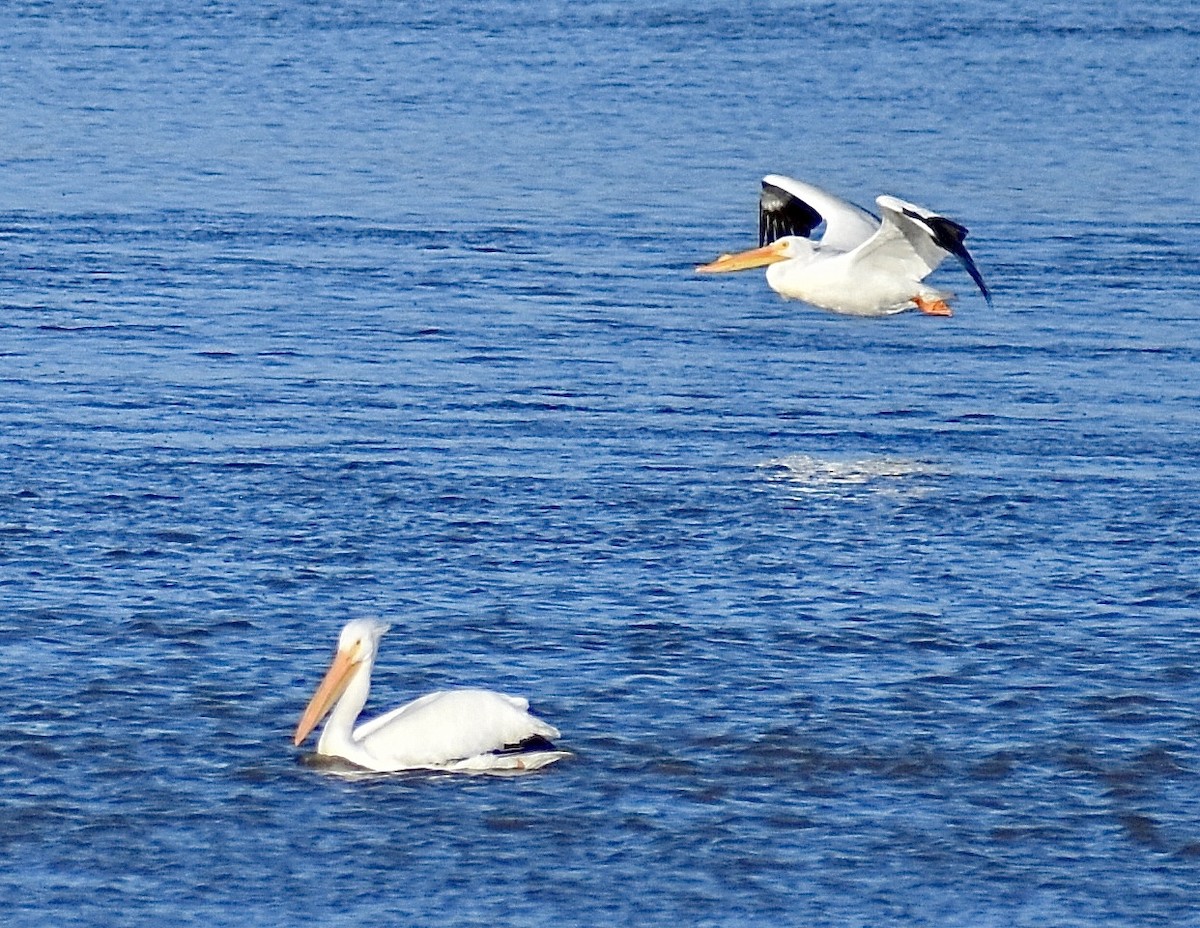 Pélican d'Amérique - ML631495727