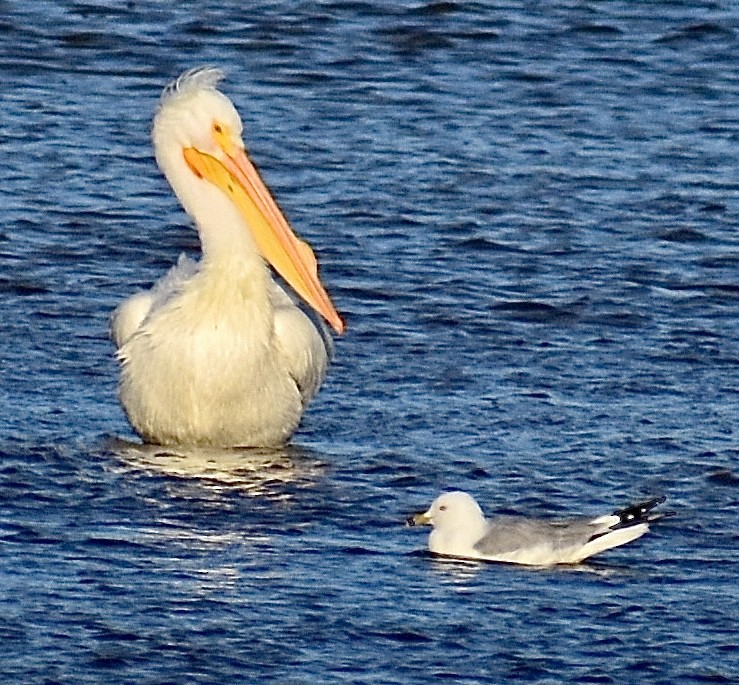 Pélican d'Amérique - ML631495732