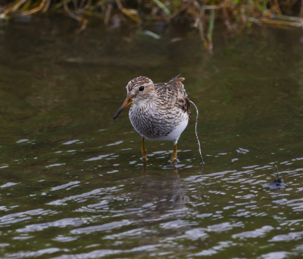 Graubrust-Strandläufer - ML631495920