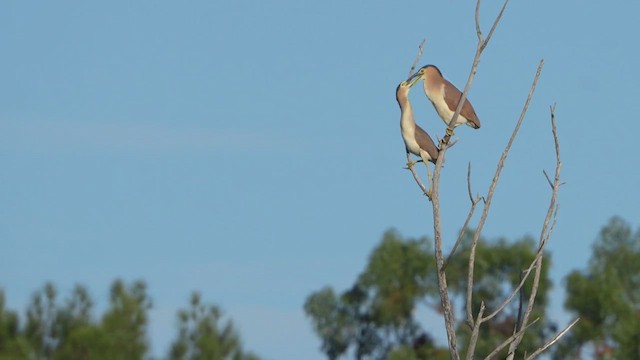 Nankeen Night Heron - ML631496064