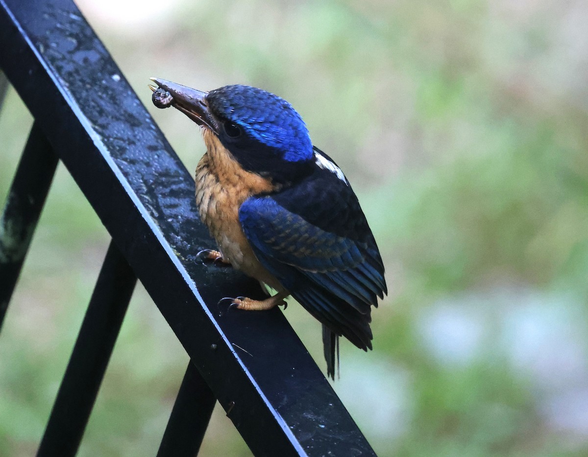 ledňáček rajský - ML631496519