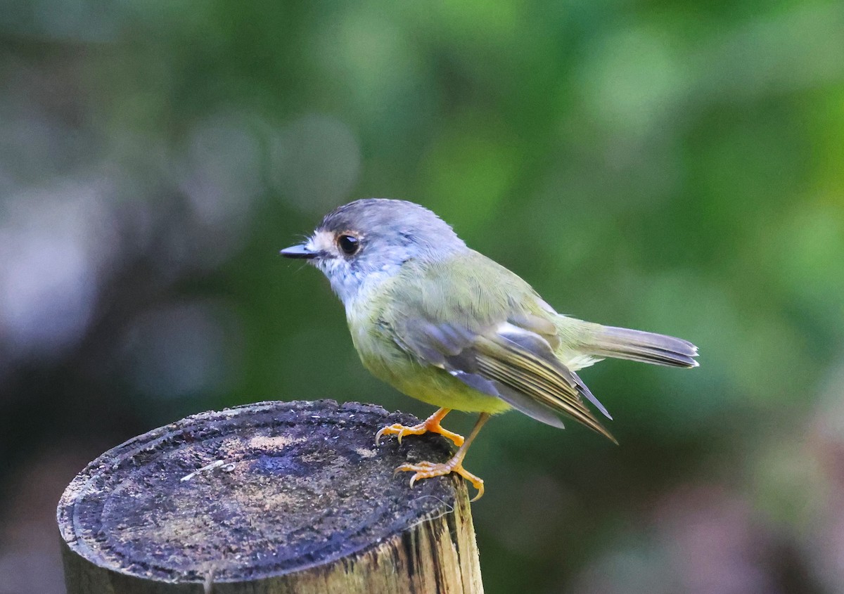 lejsčík žlutavý - ML631496589