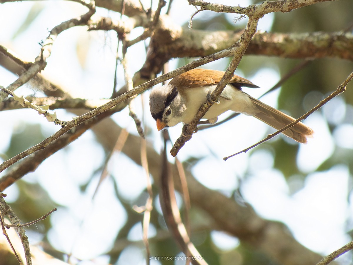 Gray-headed Parrotbill - ML631496668