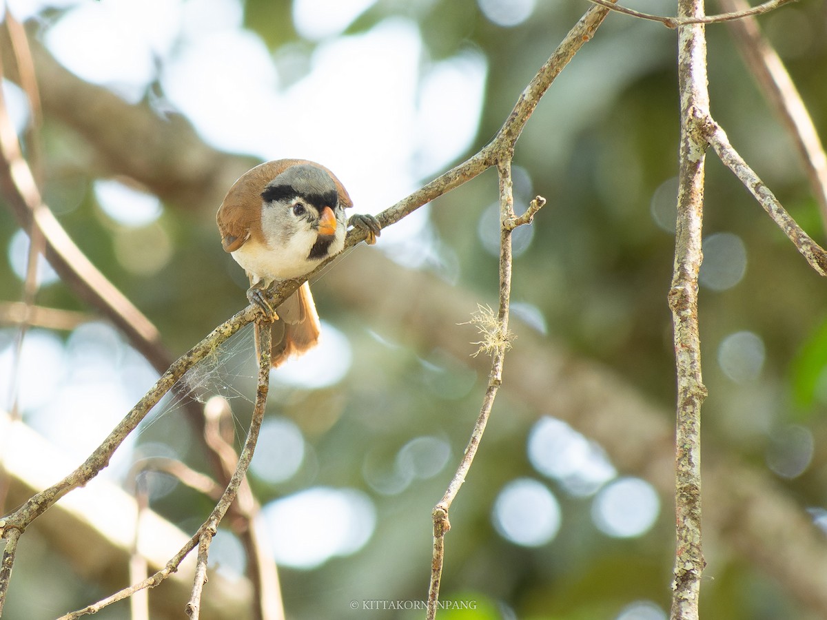 Gray-headed Parrotbill - ML631496669