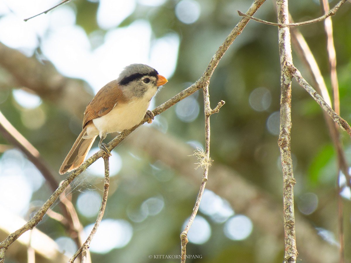 Gray-headed Parrotbill - ML631496670