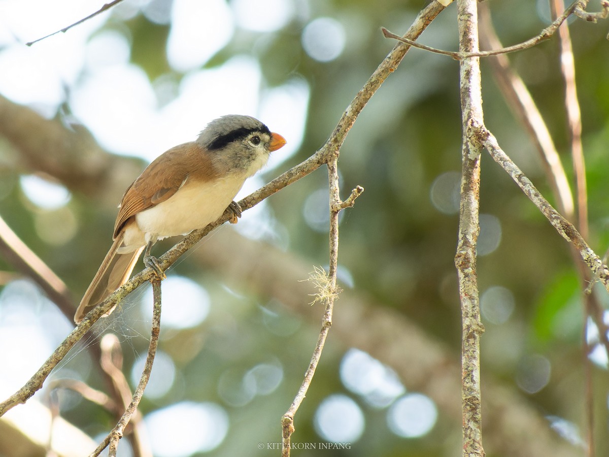 Gray-headed Parrotbill - ML631496671