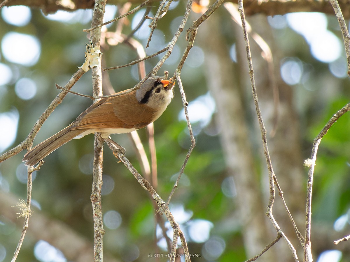 Gray-headed Parrotbill - ML631496672