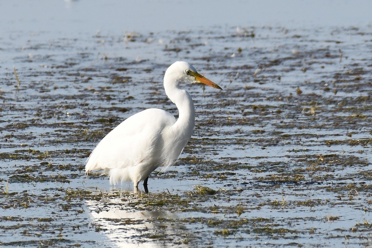 Yellow-billed Egret - ML631496748