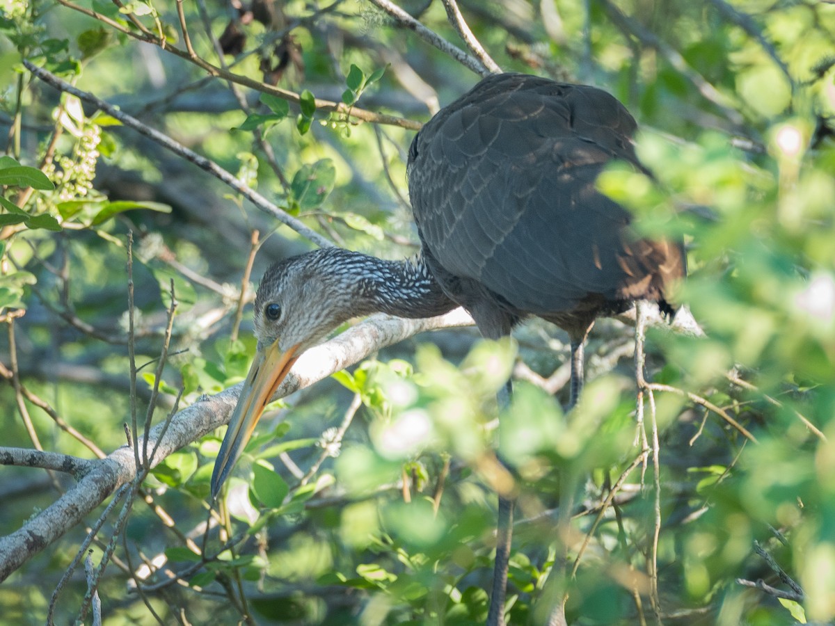 Limpkin - ML631496817