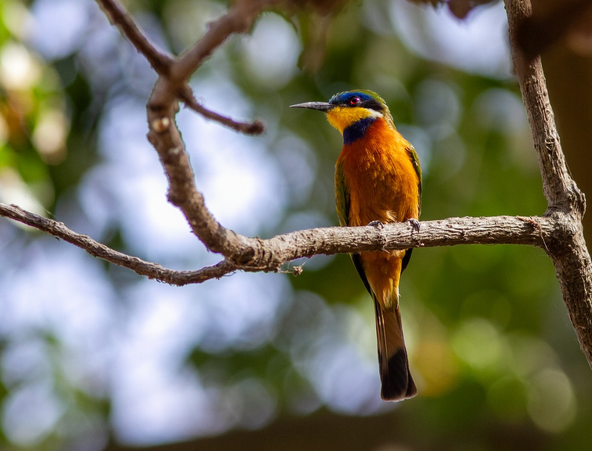 Ethiopian Bee-eater - ML631497076