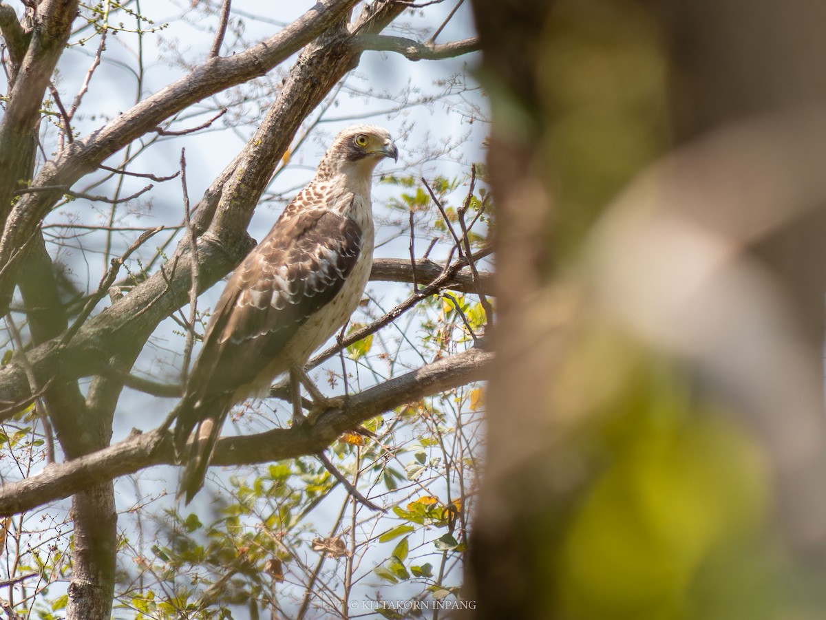 Crested Serpent-Eagle - ML631497077