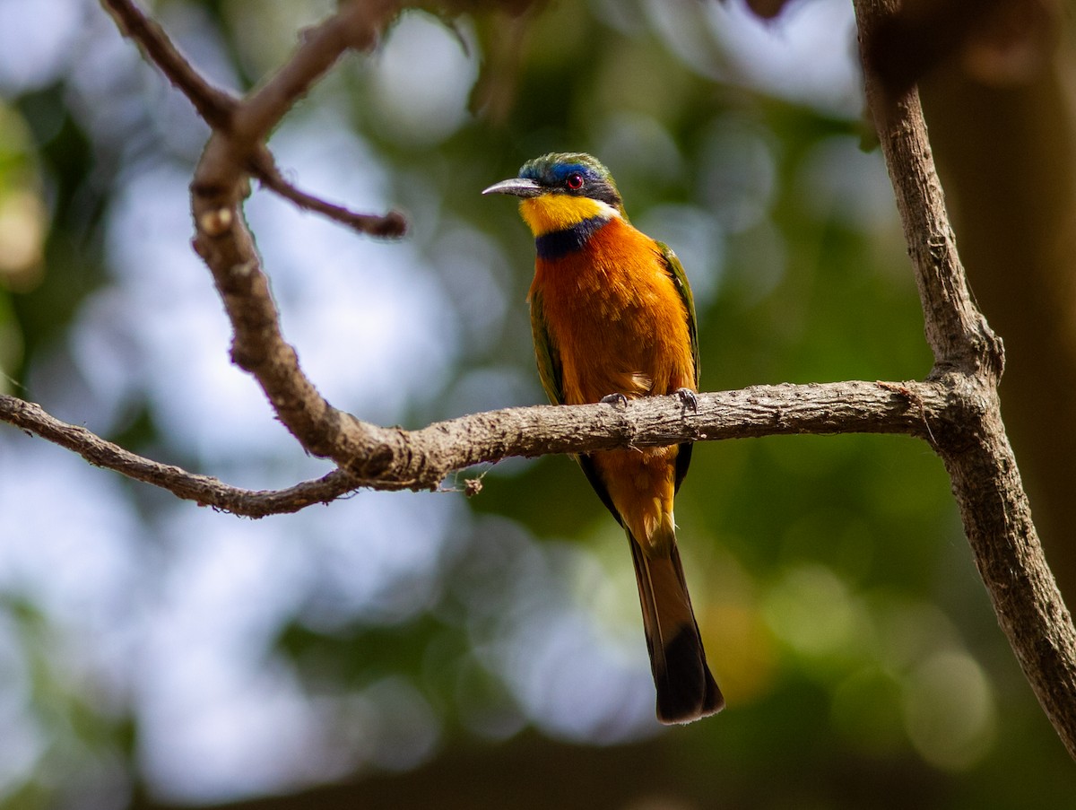 Ethiopian Bee-eater - ML631497084