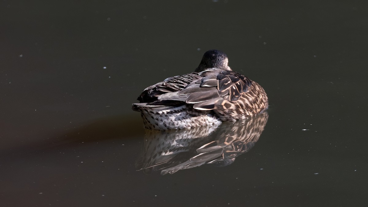 Green-winged Teal (Eurasian) - ML631497140