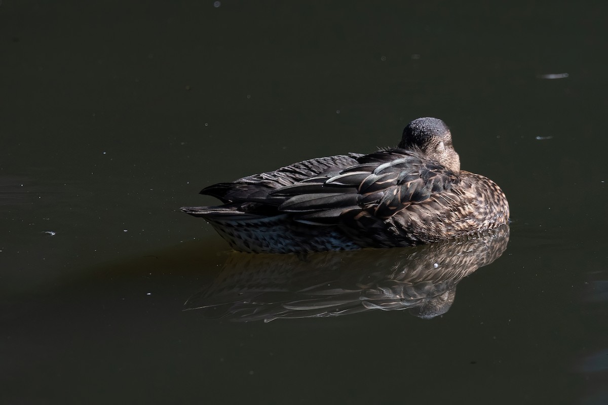 Green-winged Teal (Eurasian) - ML631497141
