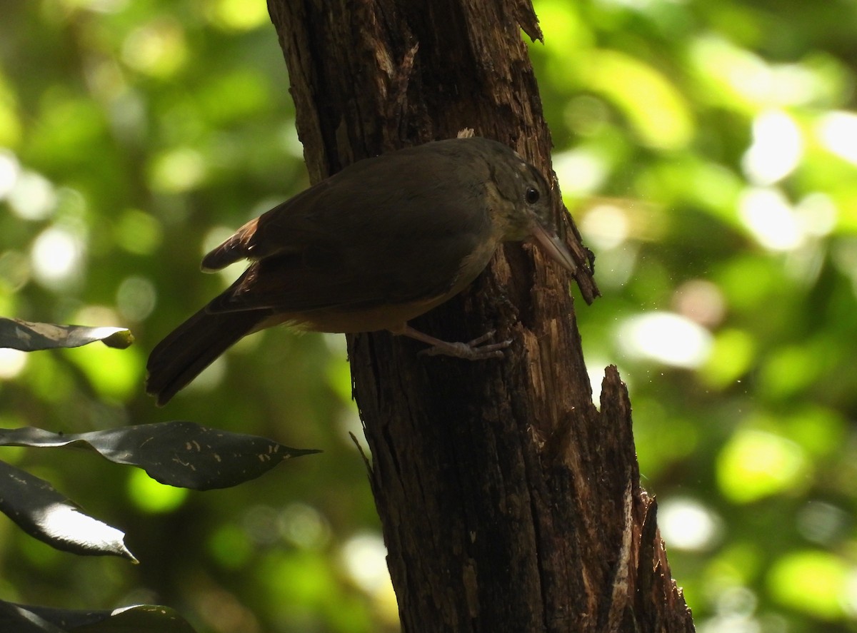 Rufous Shrikethrush - ML631497190