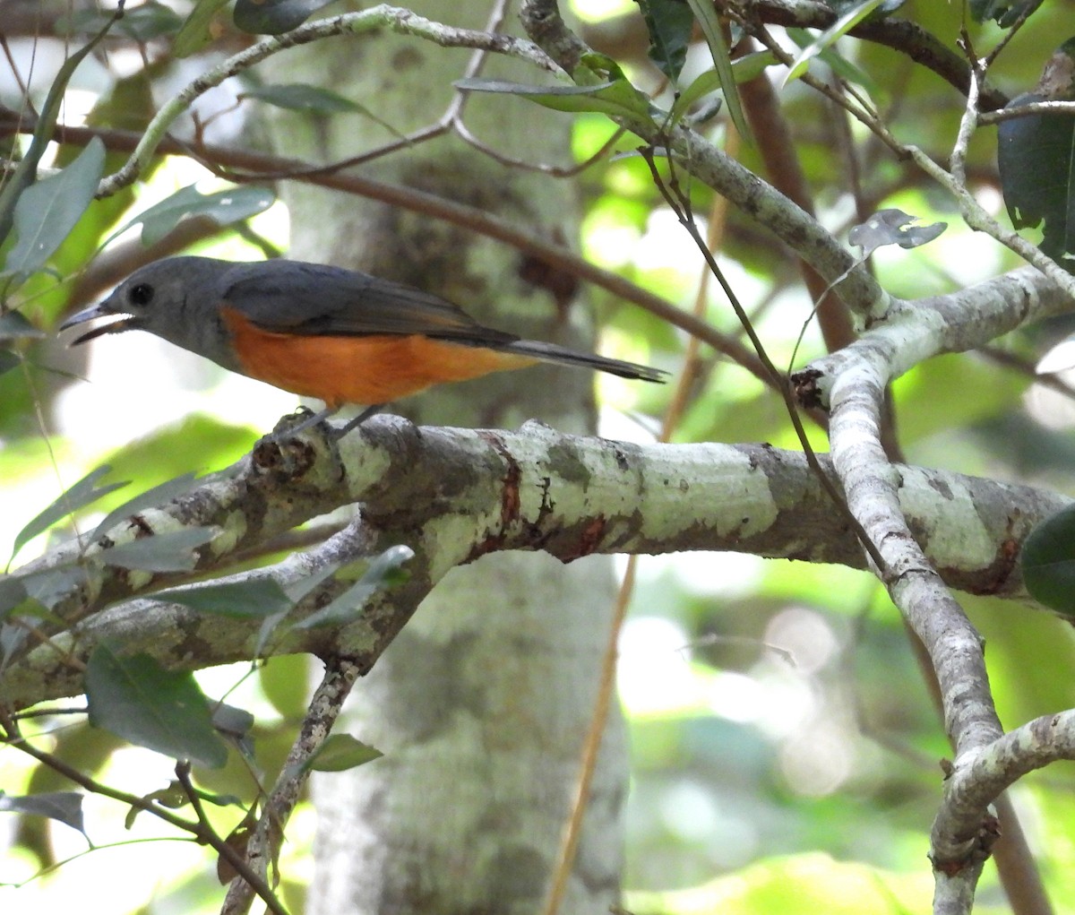 Black-faced Monarch - ML631497197