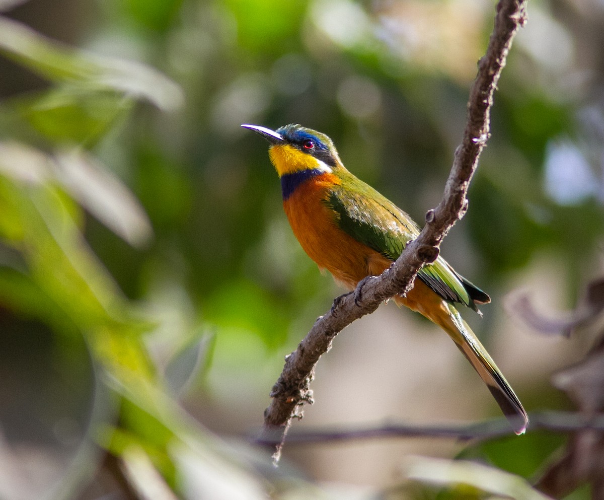 Ethiopian Bee-eater - ML631497200