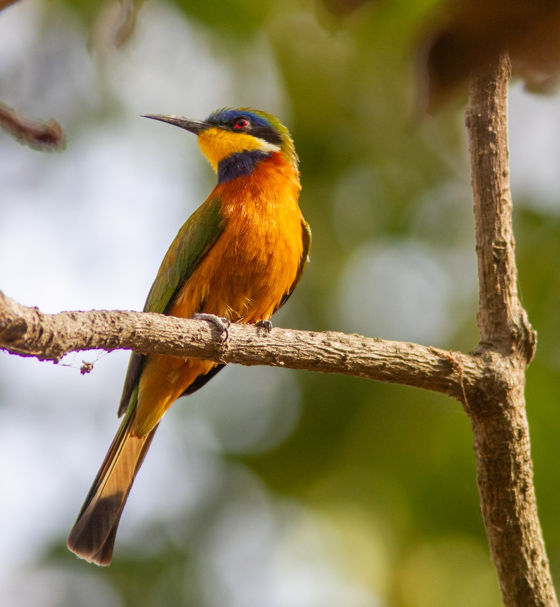 Ethiopian Bee-eater - ML631497202