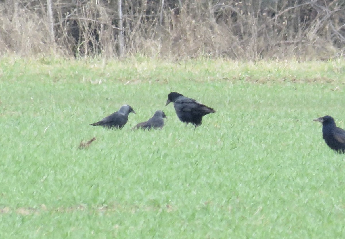 Eurasian Jackdaw - ML631497397