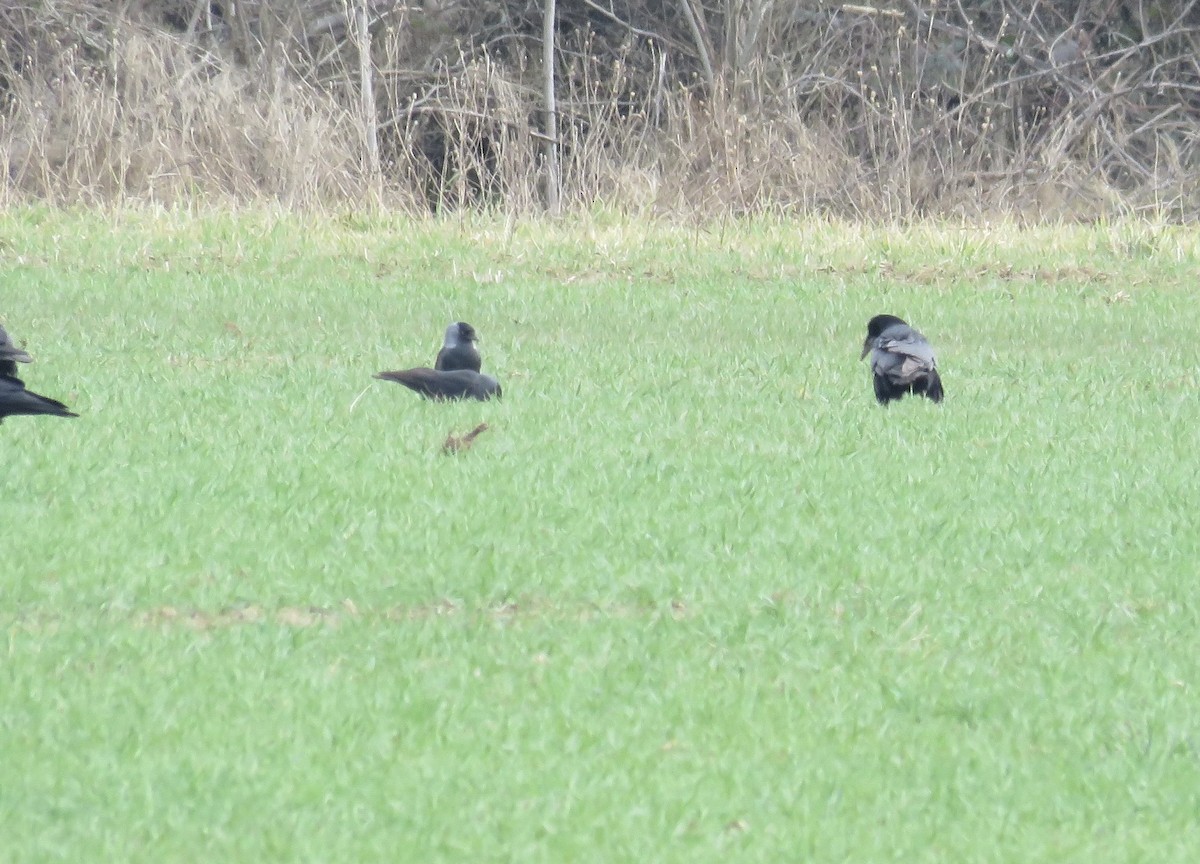 Eurasian Jackdaw - ML631497398
