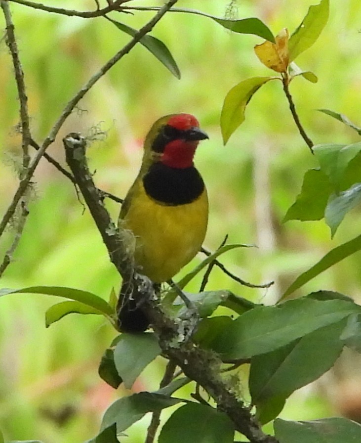 Gonolek de Doherty - ML631497424