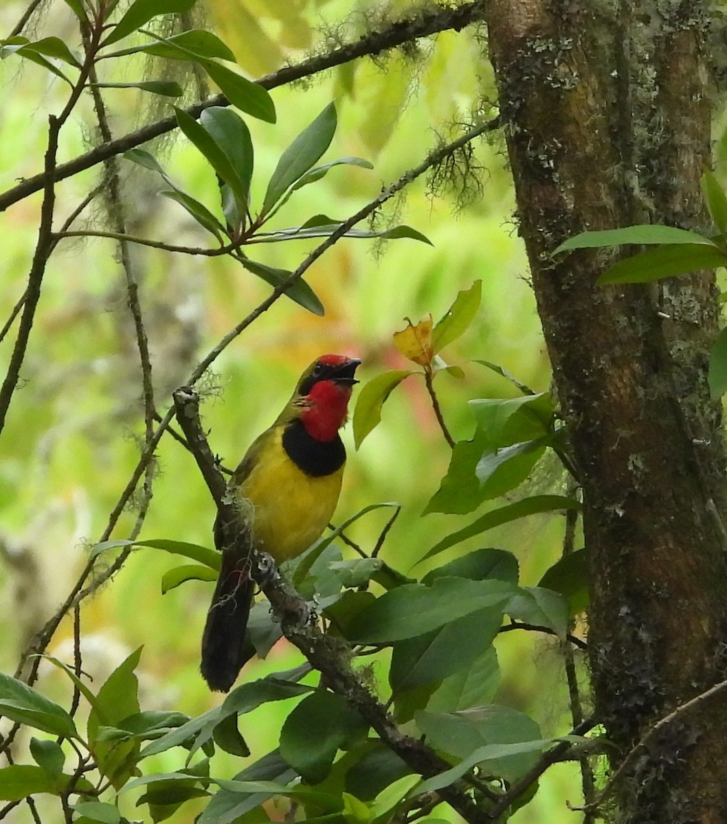 Gonolek de Doherty - ML631497430