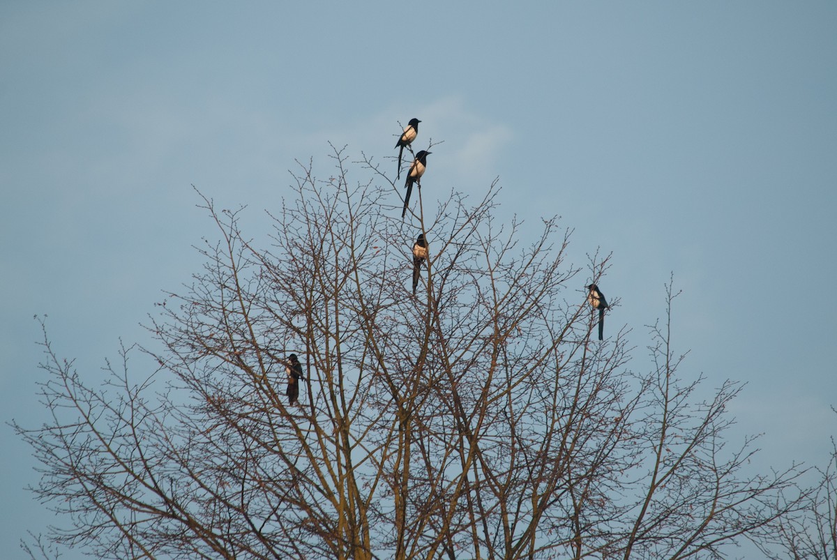 Eurasian Magpie - ML631497518